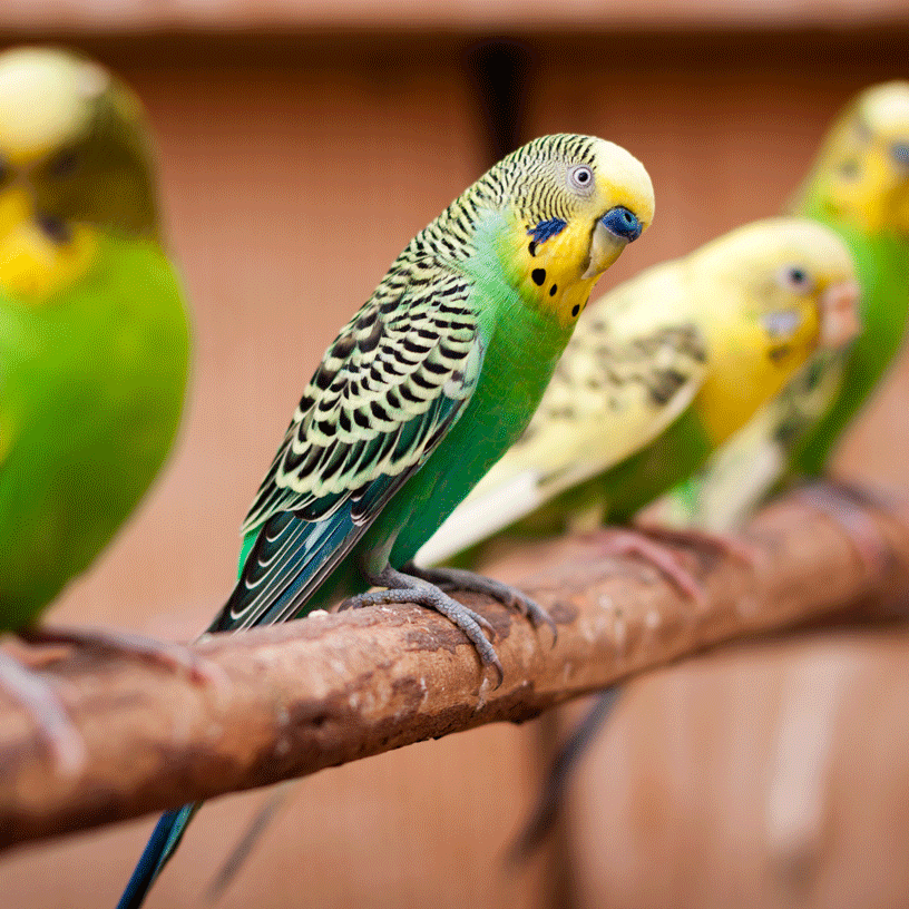 ave-saude-animal-24 ave-saude-animal-24