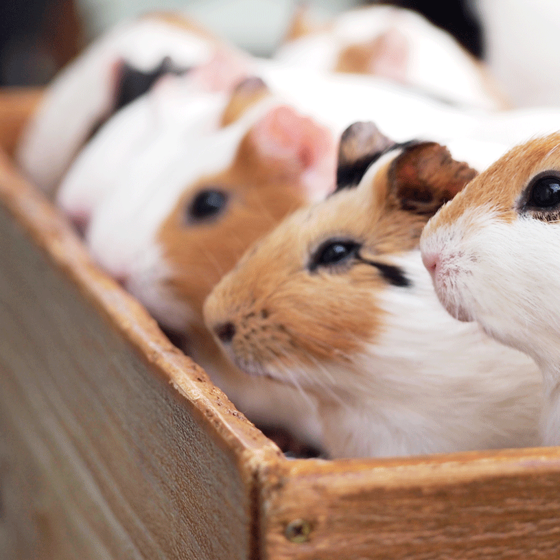 pequenos-mamiferos-saude-animal-24 pequenos-mamiferos-saude-animal-24