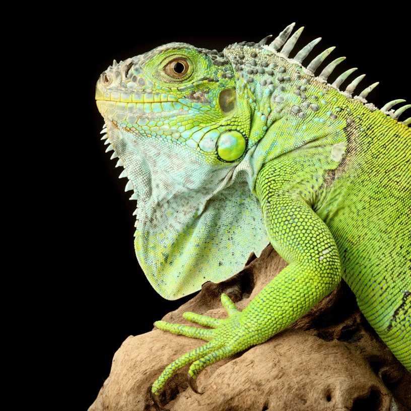 repteis-saude-animal-24 repteis-saude-animal-24